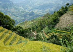 Rizières en terrasse de La Pan Than, village du nord du Vietnam dans le district de Mu Cang Chai