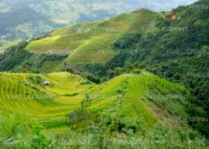 Les riziéres de La Pan Than, un village du Nord du Vietnam dans le district de Mu Cang Chai