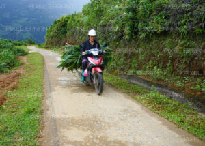 Transport de fanes de riz