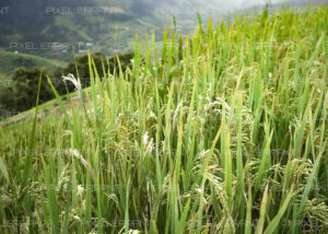 Epillets de riz