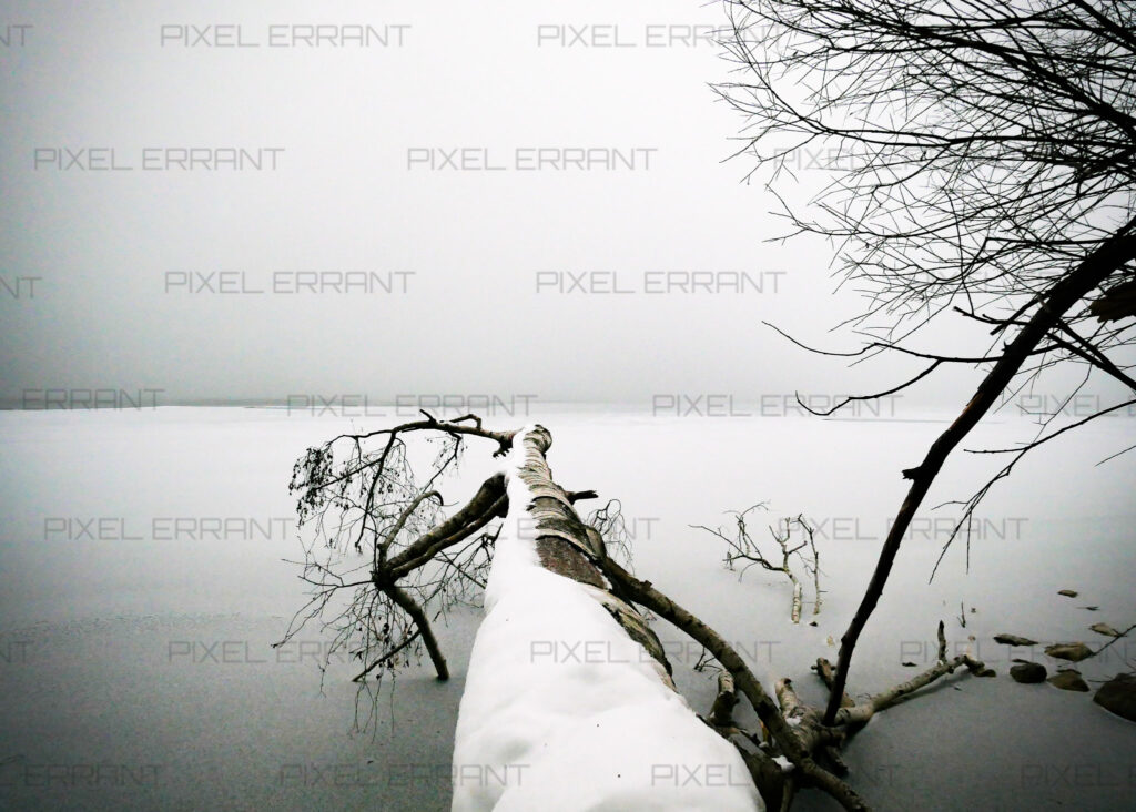 Nature Morte